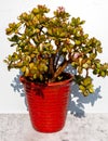 Crassula ovata jade plant money tree in red pot Royalty Free Stock Photo