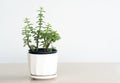 Crassula ovata : Jade plant in a white pot Royalty Free Stock Photo