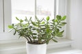 Crassula ovata, jade plant by the window close-up. House plant in pot on window sill with lush green leaves. Succulent in home Royalty Free Stock Photo