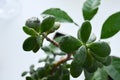 Crassula Ovata and lemon tree on the window. Houseplants Royalty Free Stock Photo