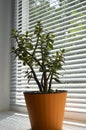 Crassula ovata, money tree, dollar tree - jade plant at the window close-up Royalty Free Stock Photo