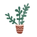Crassula ovata or money tree houseplant in a flower pot