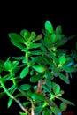 Crassula ovata or money tree succulent plant closeup on black background Royalty Free Stock Photo