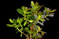 Crassula ovata or money tree succulent plant closeup on black background Royalty Free Stock Photo