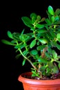 Crassula ovata or money tree succulent plant closeup on black background Royalty Free Stock Photo