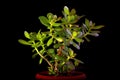 Crassula ovata or money tree succulent plant closeup on black background Royalty Free Stock Photo