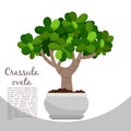 Crassula ovata plant in pot banner