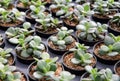 Crassula ovata , A small succulent plant in a pot in a nursery