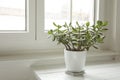 Crassula ovata by the window on white background, jade plant at home. Houseplant in pot on window sill with lush green leaves. Royalty Free Stock Photo