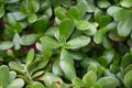 Crassula ovate plant growing in garden.