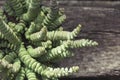 Crassula perforata close up Royalty Free Stock Photo