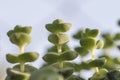 Crassula perforata close up Royalty Free Stock Photo