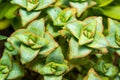 (Crassula perforata, Crassulaceae) succulent plant with succulent leaves Royalty Free Stock Photo