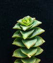 (Crassula perforata, Crassulaceae) succulent plant with succulent leaves Royalty Free Stock Photo