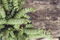 Crassula perforata foliage close up Royalty Free Stock Photo