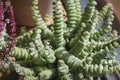 Crassula perforata or string of buttons close up Royalty Free Stock Photo