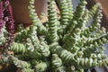 Crassula perforata or string of buttons close up