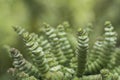 Crassula perforata Royalty Free Stock Photo