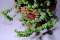 Crassula Perforata or String of Buttons, top view, close up. Care and Propagation with poor lighting