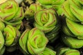 Crassula Perforata succulent plant in the garden Royalty Free Stock Photo
