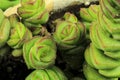Crassula Perforata succulent plant in the garden Royalty Free Stock Photo