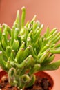 Crassula plant Royalty Free Stock Photo