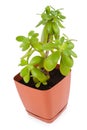 Crassula plant Royalty Free Stock Photo