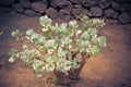 Crassula plant Royalty Free Stock Photo