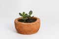 Crassula plant in a pot