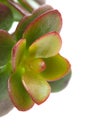 Crassula plant Royalty Free Stock Photo