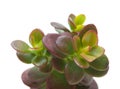 Crassula plant Royalty Free Stock Photo
