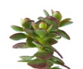 Crassula plant Royalty Free Stock Photo