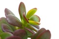 Crassula plant Royalty Free Stock Photo