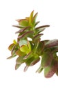 Crassula plant Royalty Free Stock Photo