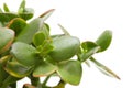 Crassula plant isolated Royalty Free Stock Photo