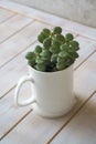 Crassula plant. Money tree in a pot in form of mug. Feng Shui succes concept Royalty Free Stock Photo