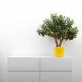 Crassula plant on white commode Royalty Free Stock Photo