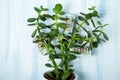 Crassula potted houseplant with vivid green leaves and dollar bills. Money tree or dollar tree mascot concept Royalty Free Stock Photo