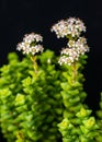 (Crassula rupestris, Crassulaceae) succulent plant with succulent leaves Royalty Free Stock Photo
