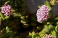 Crassula Rupestris plant in bloom in the garden Royalty Free Stock Photo