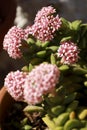 Crassula Rupestris plant in bloom in the garden Royalty Free Stock Photo