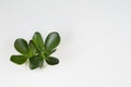 the crassula succulent without a pot on a white background top view