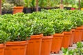 Crassula succulent pots displayed in rows in pots in a greenhouse for growing Royalty Free Stock Photo