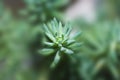Crassula tetragona succulents with little depth on field