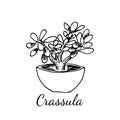 Crassula tree in pot. Home plant with leaves isolated on white background. Vector hand drawn illustration in sketch realistic. Royalty Free Stock Photo