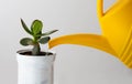 Crassula is watered by yellow watering can on the white background