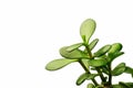 Crassula young leaves in water drops with white background Royalty Free Stock Photo