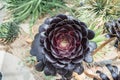 Crassulaceae aeonium arboreum schwarzkopf