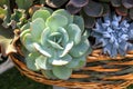 Crassulaceae basket Royalty Free Stock Photo