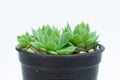 Crassulaceae in black plastic pot